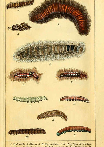Reproducción/Reproduction 6029440773: Chronologischer Raupenkalender, oder, Naturgeschichte der europäischen Raupen Berlin :Im Verlage von Theodor Bade,1837