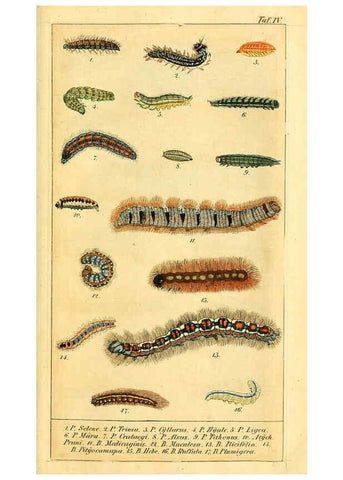 Reproducción/Reproduction 6029995224: Chronologischer Raupenkalender, oder, Naturgeschichte der europäischen Raupen Berlin :Im Verlage von Theodor Bade,1837