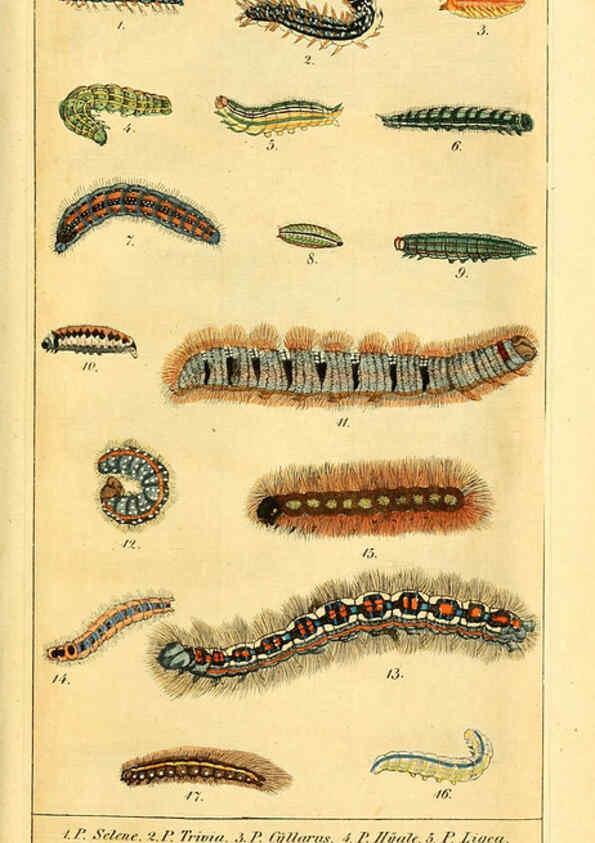 Reproducción/Reproduction 6029995224: Chronologischer Raupenkalender, oder, Naturgeschichte der europäischen Raupen Berlin :Im Verlage von Theodor Bade,1837