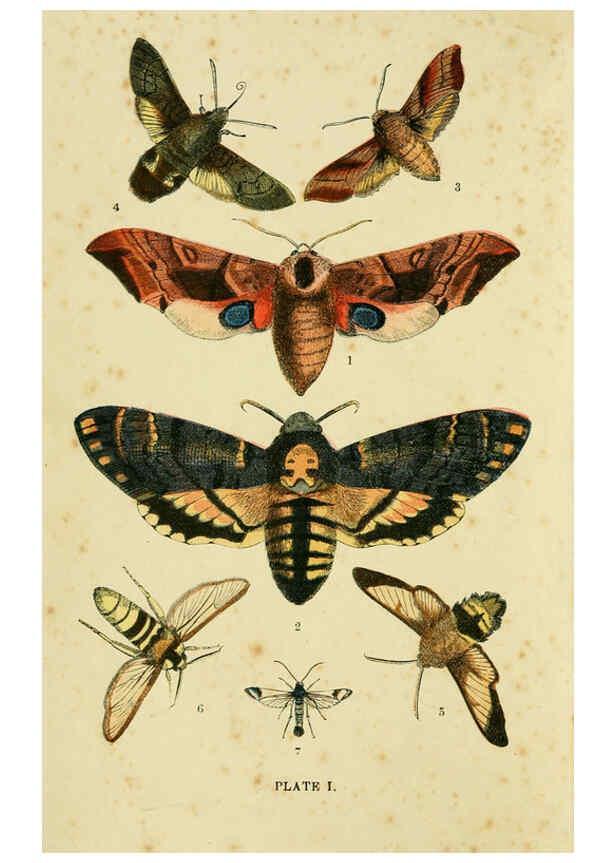 Reproducción/Reproduction 6029917694: The common moths of England Glasgow, Manchester, and New York,George Routledge and Sons ;[1870] 