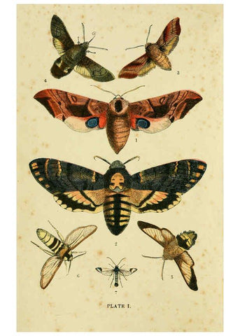 Reproducción/Reproduction 6029917694: The common moths of England Glasgow, Manchester, and New York,George Routledge and Sons ;[1870] 