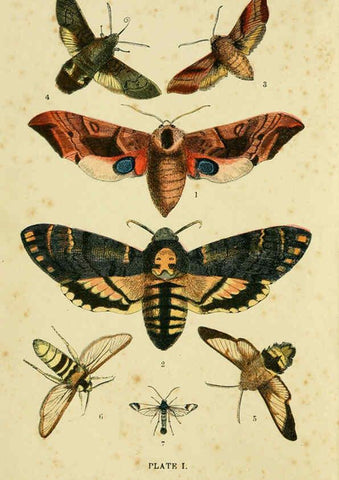 Reproducción/Reproduction 6029917694: The common moths of England Glasgow, Manchester, and New York,George Routledge and Sons ;[1870] 