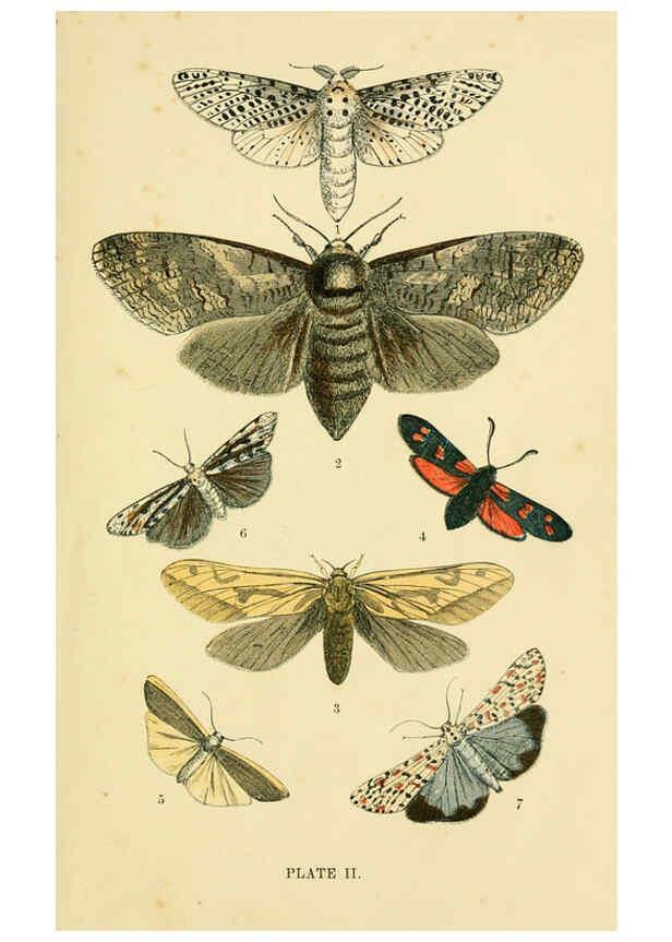 Reproducción/Reproduction 6029362691: The common moths of England Glasgow, Manchester, and New York,George Routledge and Sons ;[1870] 