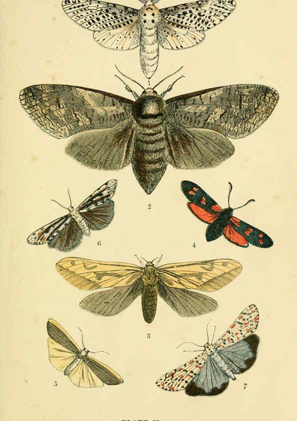 Reproducción/Reproduction 6029362691: The common moths of England Glasgow, Manchester, and New York,George Routledge and Sons ;[1870] 