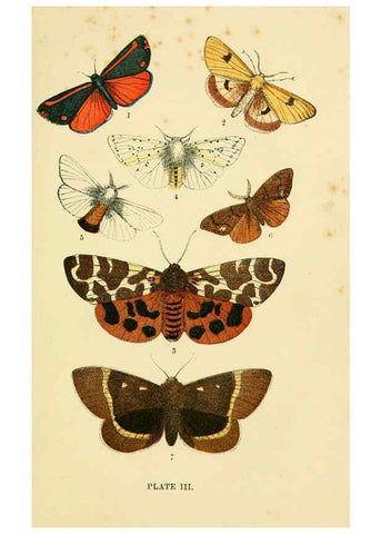 Reproducción/Reproduction 6029918556: The common moths of England Glasgow, Manchester, and New York,George Routledge and Sons ;[1870] 
