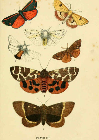 Reproducción/Reproduction 6029918556: The common moths of England Glasgow, Manchester, and New York,George Routledge and Sons ;[1870] 