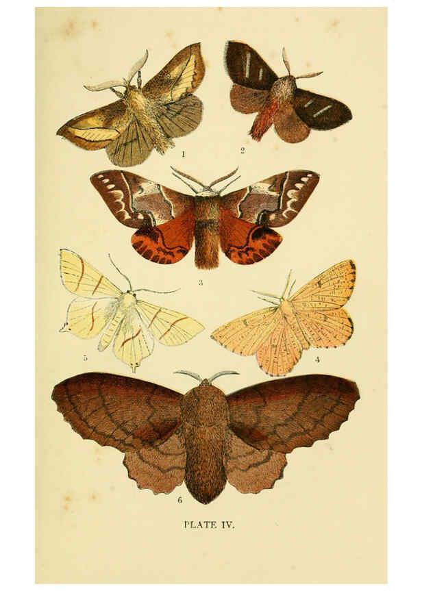 Reproducción/Reproduction 6029363327: The common moths of England Glasgow, Manchester, and New York,George Routledge and Sons ;[1870] 