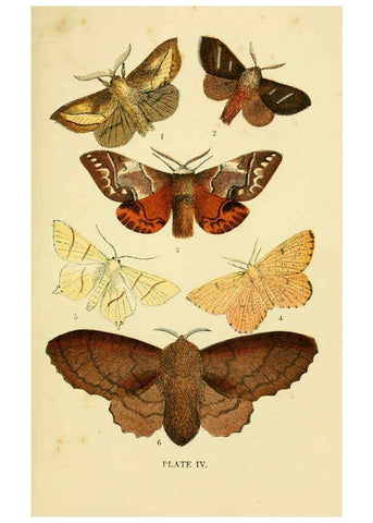 Reproducción/Reproduction 6029363327: The common moths of England Glasgow, Manchester, and New York,George Routledge and Sons ;[1870] 
