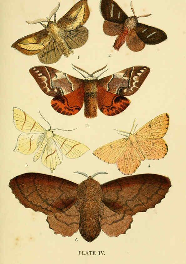 Reproducción/Reproduction 6029363327: The common moths of England Glasgow, Manchester, and New York,George Routledge and Sons ;[1870] 