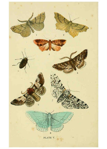 Reproducción/Reproduction 6029919194: The common moths of England Glasgow, Manchester, and New York,George Routledge and Sons ;[1870] 
