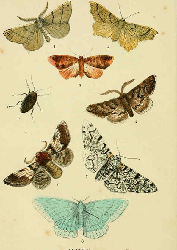 Reproducción/Reproduction 6029919194: The common moths of England Glasgow, Manchester, and New York,George Routledge and Sons ;[1870] 