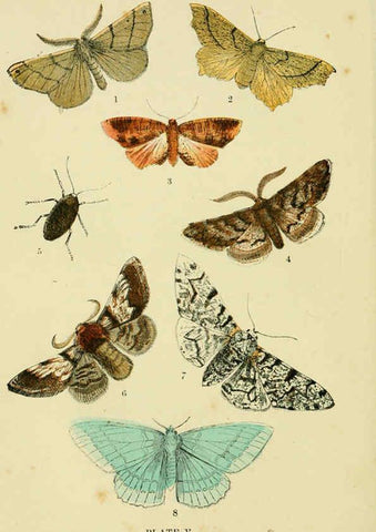 Reproducción/Reproduction 6029919194: The common moths of England Glasgow, Manchester, and New York,George Routledge and Sons ;[1870] 