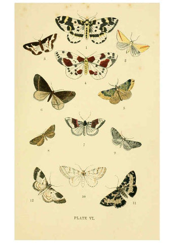 Reproducción/Reproduction 6029363945: The common moths of England Glasgow, Manchester, and New York,George Routledge and Sons ;[1870] 