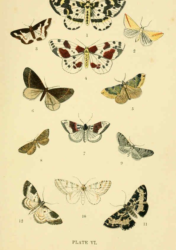 Reproducción/Reproduction 6029363945: The common moths of England Glasgow, Manchester, and New York,George Routledge and Sons ;[1870] 