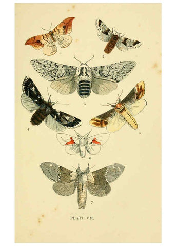 Reproducción/Reproduction 6029364221: The common moths of England Glasgow, Manchester, and New York,George Routledge and Sons ;[1870] 