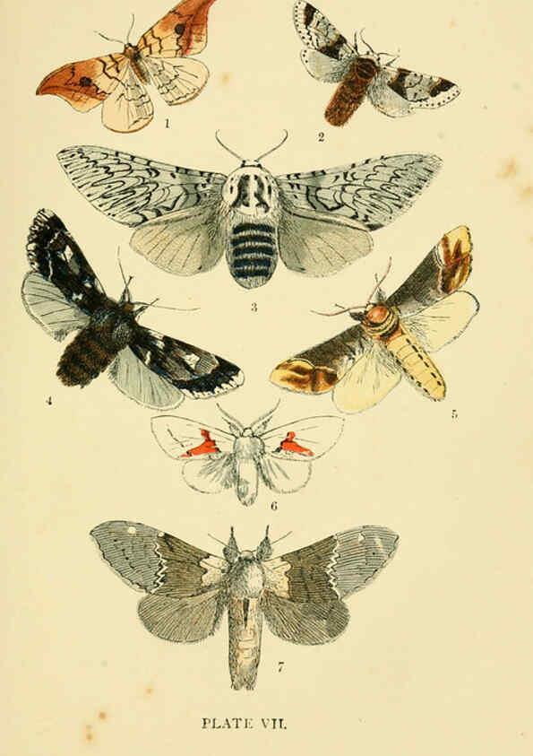 Reproducción/Reproduction 6029364221: The common moths of England Glasgow, Manchester, and New York,George Routledge and Sons ;[1870] 