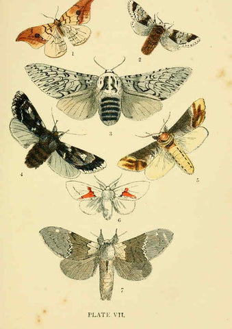Reproducción/Reproduction 6029364221: The common moths of England Glasgow, Manchester, and New York,George Routledge and Sons ;[1870] 
