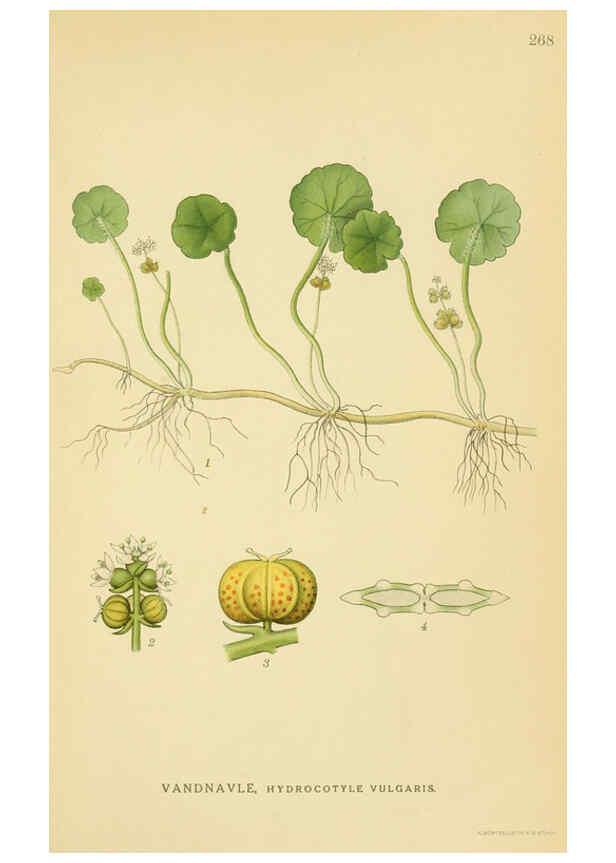 Reproducción/Reproduction 6029411952: Billeder af nordens flora. v.1 København,G.E.C. Gad's forlag,1917-1927