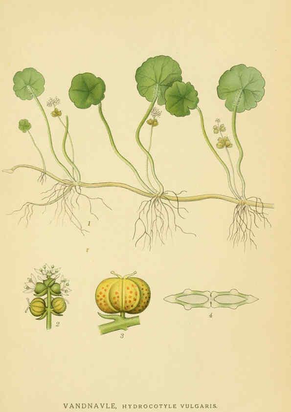 Reproducción/Reproduction 6029411952: Billeder af nordens flora. v.1 København,G.E.C. Gad's forlag,1917-1927