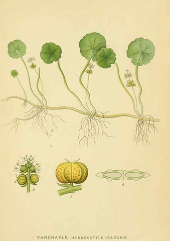 Reproducción/Reproduction 6029411952: Billeder af nordens flora. v.1 København,G.E.C. Gad's forlag,1917-1927