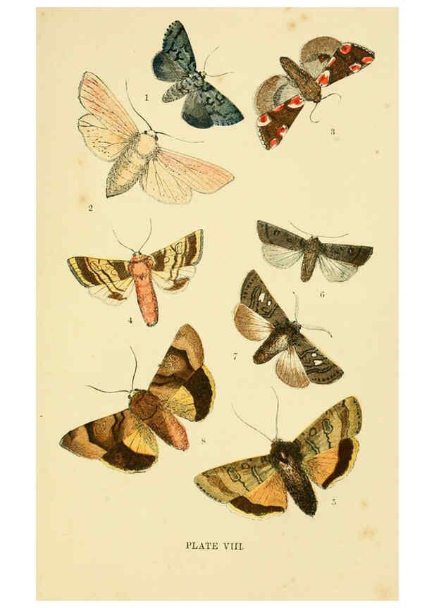 Reproducción/Reproduction 6029920048: The common moths of England Glasgow, Manchester, and New York,George Routledge and Sons ;[1870] 