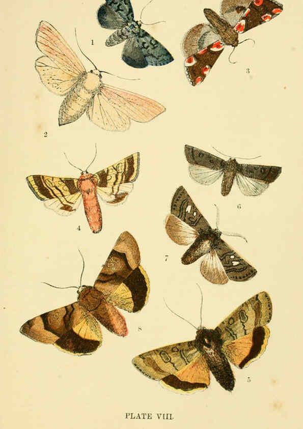 Reproducción/Reproduction 6029920048: The common moths of England Glasgow, Manchester, and New York,George Routledge and Sons ;[1870] 