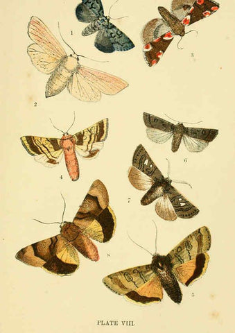 Reproducción/Reproduction 6029920048: The common moths of England Glasgow, Manchester, and New York,George Routledge and Sons ;[1870] 