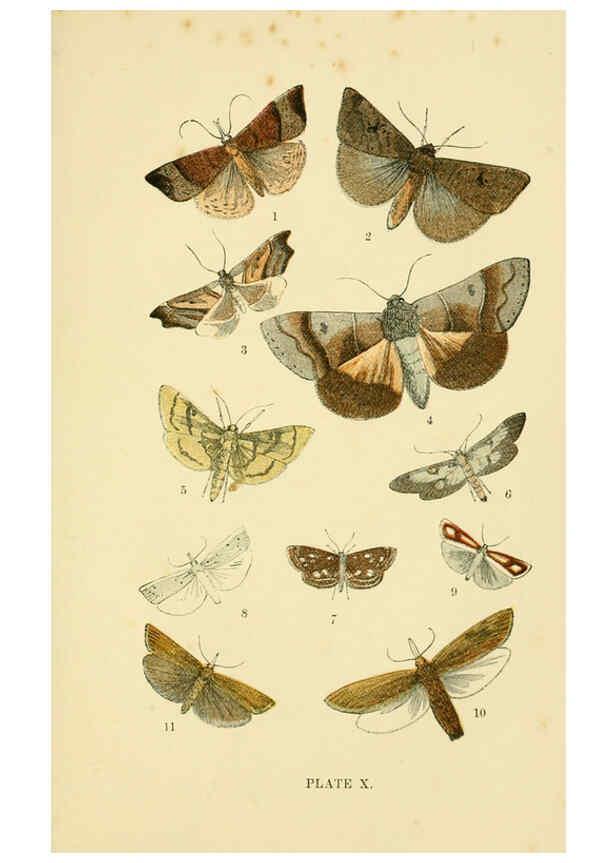 Reproducción/Reproduction 6029920622: The common moths of England Glasgow, Manchester, and New York,George Routledge and Sons ;[1870] 