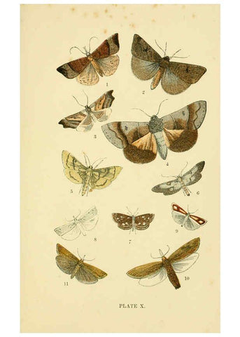 Reproducción/Reproduction 6029920622: The common moths of England Glasgow, Manchester, and New York,George Routledge and Sons ;[1870] 