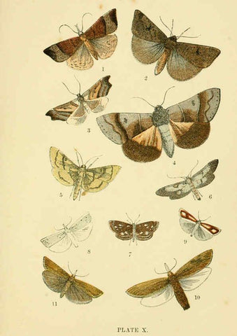 Reproducción/Reproduction 6029920622: The common moths of England Glasgow, Manchester, and New York,George Routledge and Sons ;[1870] 