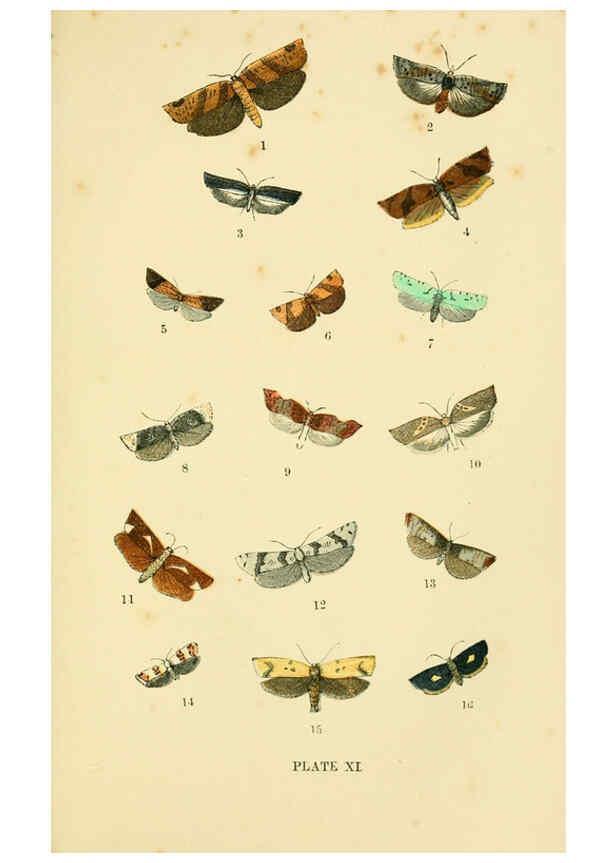 Reproducción/Reproduction 6029365571: The common moths of England Glasgow, Manchester, and New York,George Routledge and Sons ;[1870] 