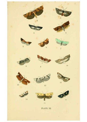 Reproducción/Reproduction 6029365571: The common moths of England Glasgow, Manchester, and New York,George Routledge and Sons ;[1870] 