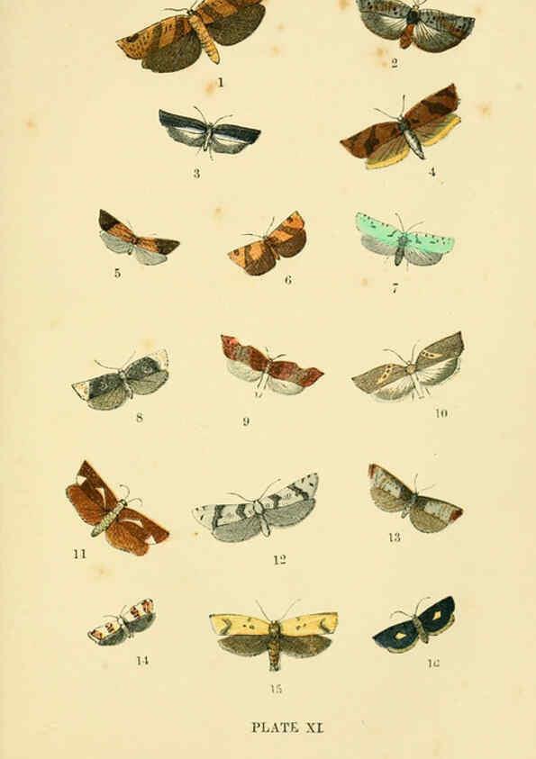 Reproducción/Reproduction 6029365571: The common moths of England Glasgow, Manchester, and New York,George Routledge and Sons ;[1870] 