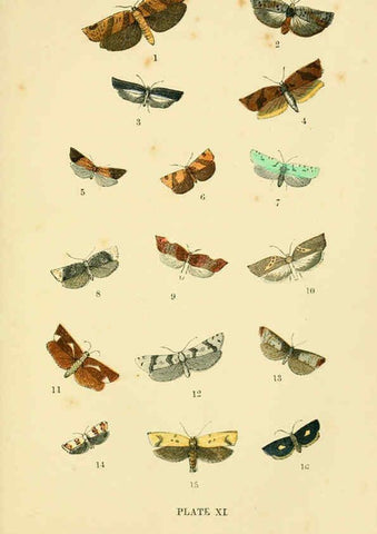 Reproducción/Reproduction 6029365571: The common moths of England Glasgow, Manchester, and New York,George Routledge and Sons ;[1870] 