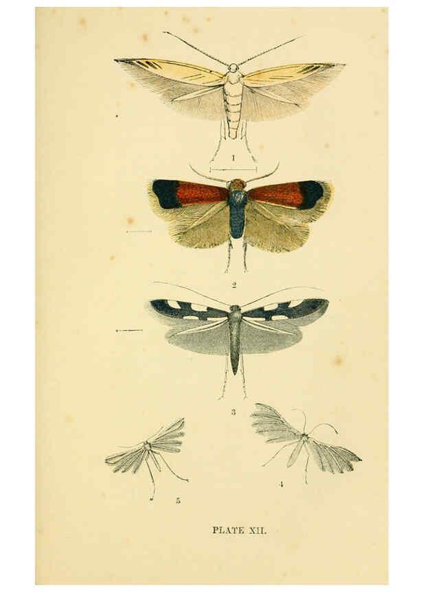 Reproducción/Reproduction 6029921272: The common moths of England Glasgow, Manchester, and New York,George Routledge and Sons ;[1870] 