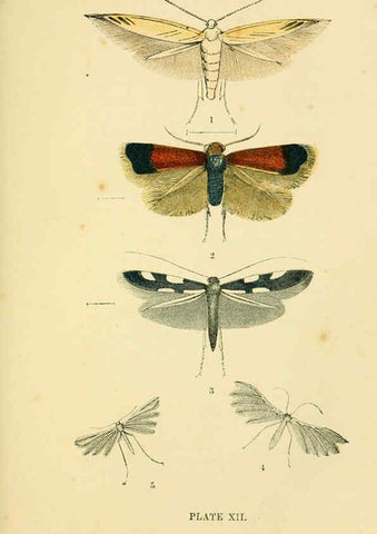 Reproducción/Reproduction 6029921272: The common moths of England Glasgow, Manchester, and New York,George Routledge and Sons ;[1870] 