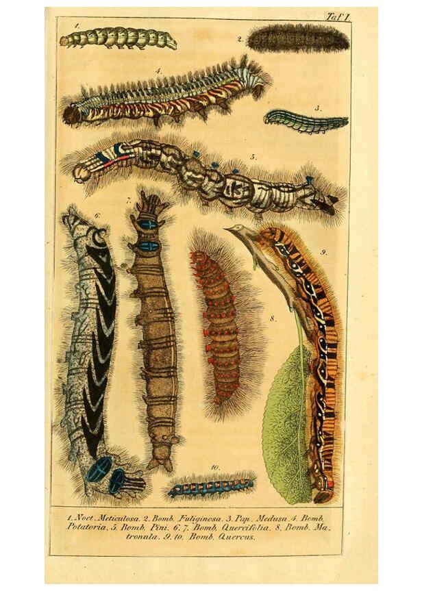 Reproducción/Reproduction 6029438979: Chronologischer Raupenkalender, oder, Naturgeschichte der europäischen Raupen Berlin :Im Verlage von Theodor Bade,1837