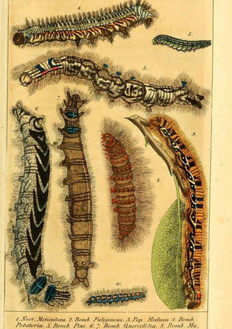 Reproducción/Reproduction 6029438979: Chronologischer Raupenkalender, oder, Naturgeschichte der europäischen Raupen Berlin :Im Verlage von Theodor Bade,1837