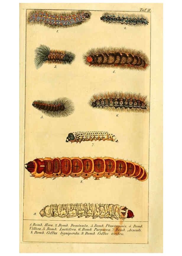 Reproducción/Reproduction 6029439315: Chronologischer Raupenkalender, oder, Naturgeschichte der europäischen Raupen Berlin :Im Verlage von Theodor Bade,1837
