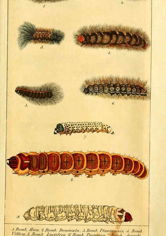 Reproducción/Reproduction 6029439315: Chronologischer Raupenkalender, oder, Naturgeschichte der europäischen Raupen Berlin :Im Verlage von Theodor Bade,1837
