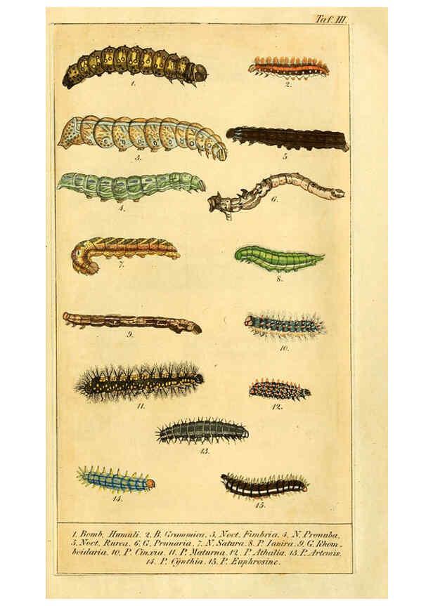 Reproducción/Reproduction 6029439581: Chronologischer Raupenkalender, oder, Naturgeschichte der europäischen Raupen Berlin :Im Verlage von Theodor Bade,1837