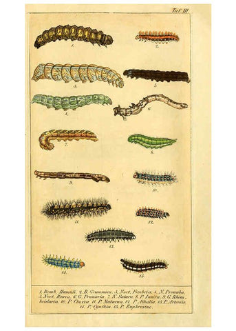 Reproducción/Reproduction 6029439581: Chronologischer Raupenkalender, oder, Naturgeschichte der europäischen Raupen Berlin :Im Verlage von Theodor Bade,1837