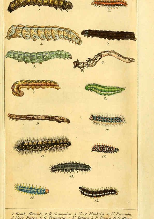 Reproducción/Reproduction 6029439581: Chronologischer Raupenkalender, oder, Naturgeschichte der europäischen Raupen Berlin :Im Verlage von Theodor Bade,1837