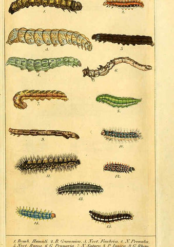Reproducción/Reproduction 6029439581: Chronologischer Raupenkalender, oder, Naturgeschichte der europäischen Raupen Berlin :Im Verlage von Theodor Bade,1837
