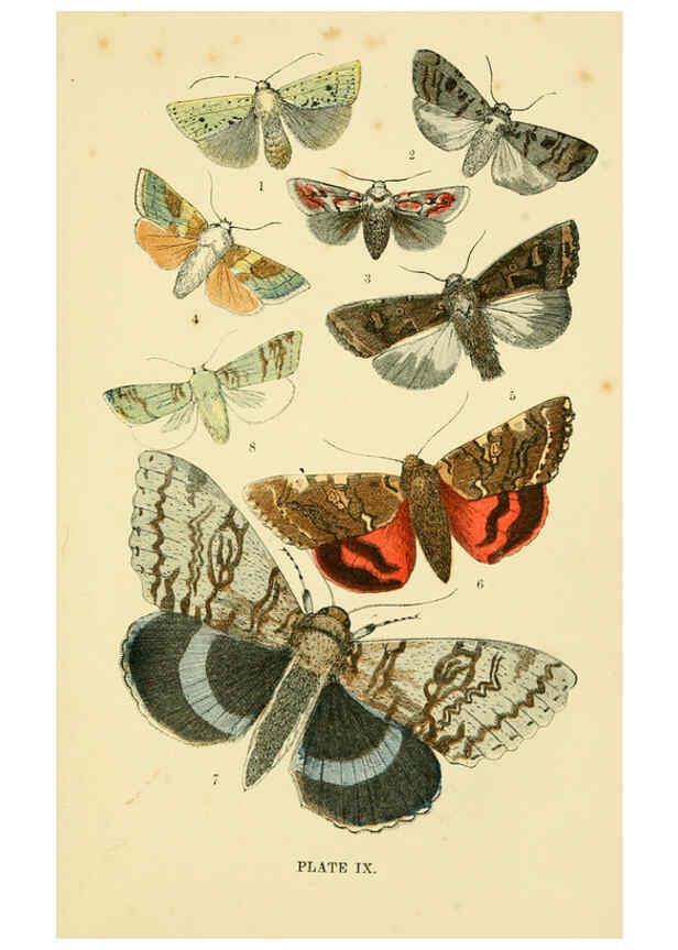 Reproducción/Reproduction 6029920284: The common moths of England Glasgow, Manchester, and New York,George Routledge and Sons ;[1870] 