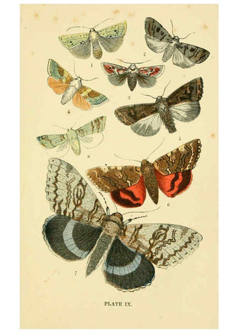 Reproducción/Reproduction 6029920284: The common moths of England Glasgow, Manchester, and New York,George Routledge and Sons ;[1870] 