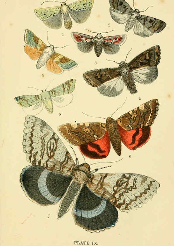 Reproducción/Reproduction 6029920284: The common moths of England Glasgow, Manchester, and New York,George Routledge and Sons ;[1870] 