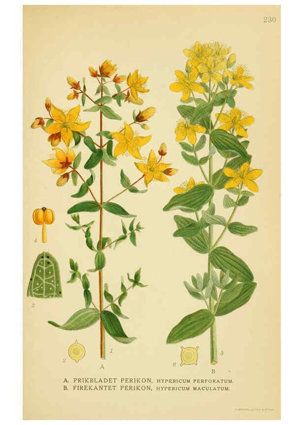 Reproducción/Reproduction 6028847191: Billeder af nordens flora. v.1 København,G.E.C. Gad's forlag,1917-1927