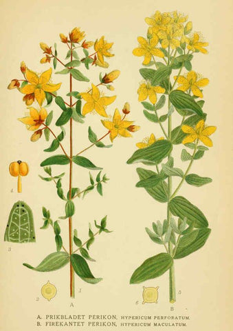Reproducción/Reproduction 6028847191: Billeder af nordens flora. v.1 København,G.E.C. Gad's forlag,1917-1927