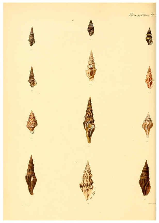 Reproducción/Reproduction 6029537345: Conchologia iconica, or, Illustrations of the shells of molluscous animals. v.1 London :Reeve, Brothers,1843-1878